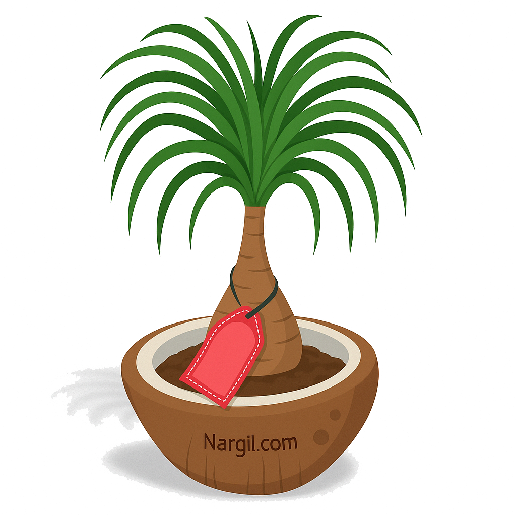  Nargil - Ponytail Palm